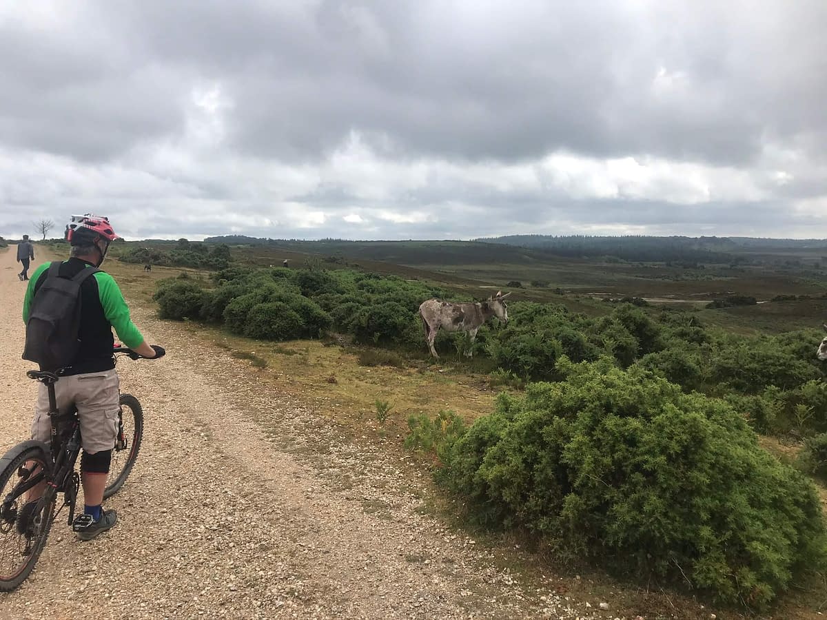 Man riding mountain bike looking at New Forest Donkey in gorse bush