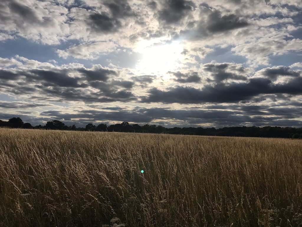 The views over wheat in the field between Fleet Road and Bramshot Lane 
